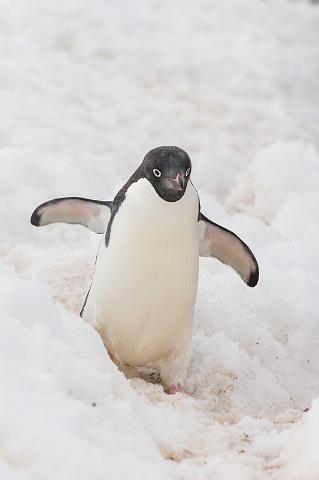 106 Antarctica, Petermann Island, adeliepinguin.jpg